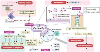 Porphyromonas gingivalis, a bridge between oral health and immune evasion in gastric cancer